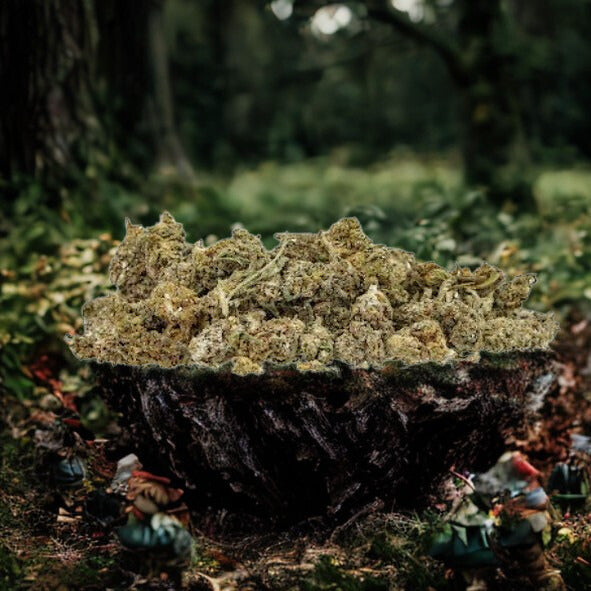 Fleurs Amnesia Small Buds Indoor (à partir de 1,40€/g)