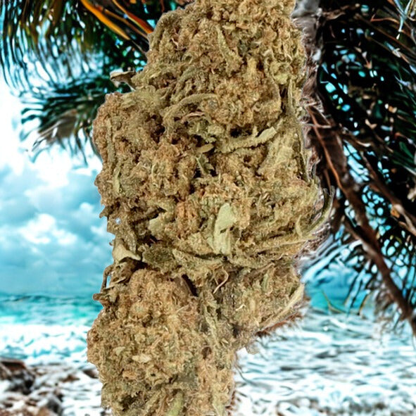 Fleurs Jamaïcan (à partir de 1,40€/g)