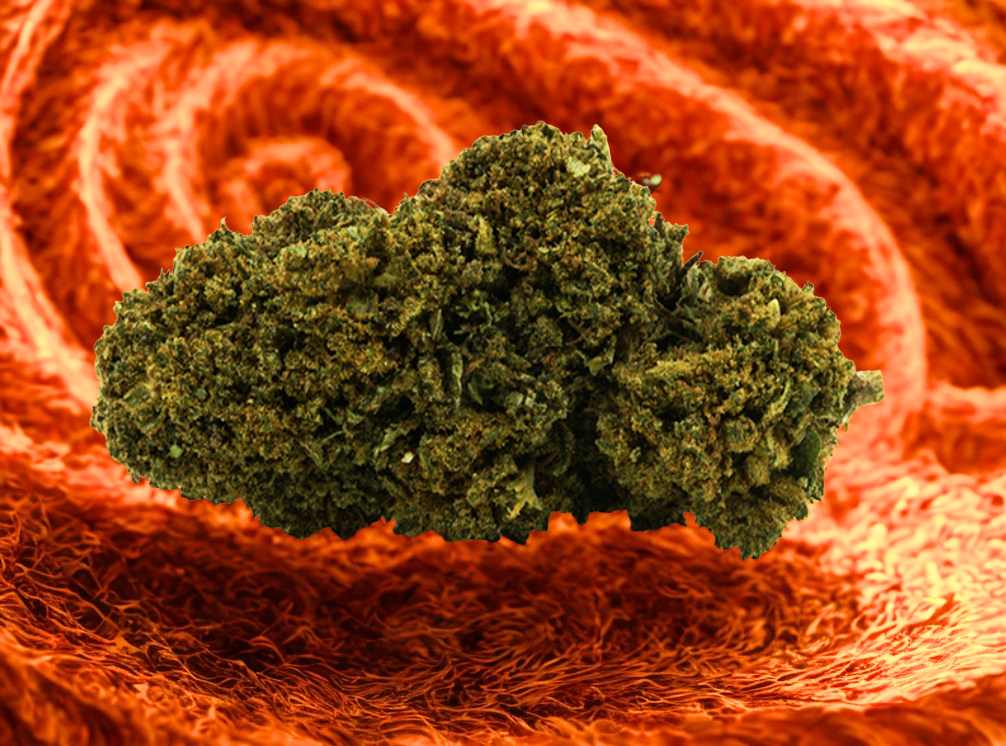 Fleurs Orange Bud (à partir de 3€/g)