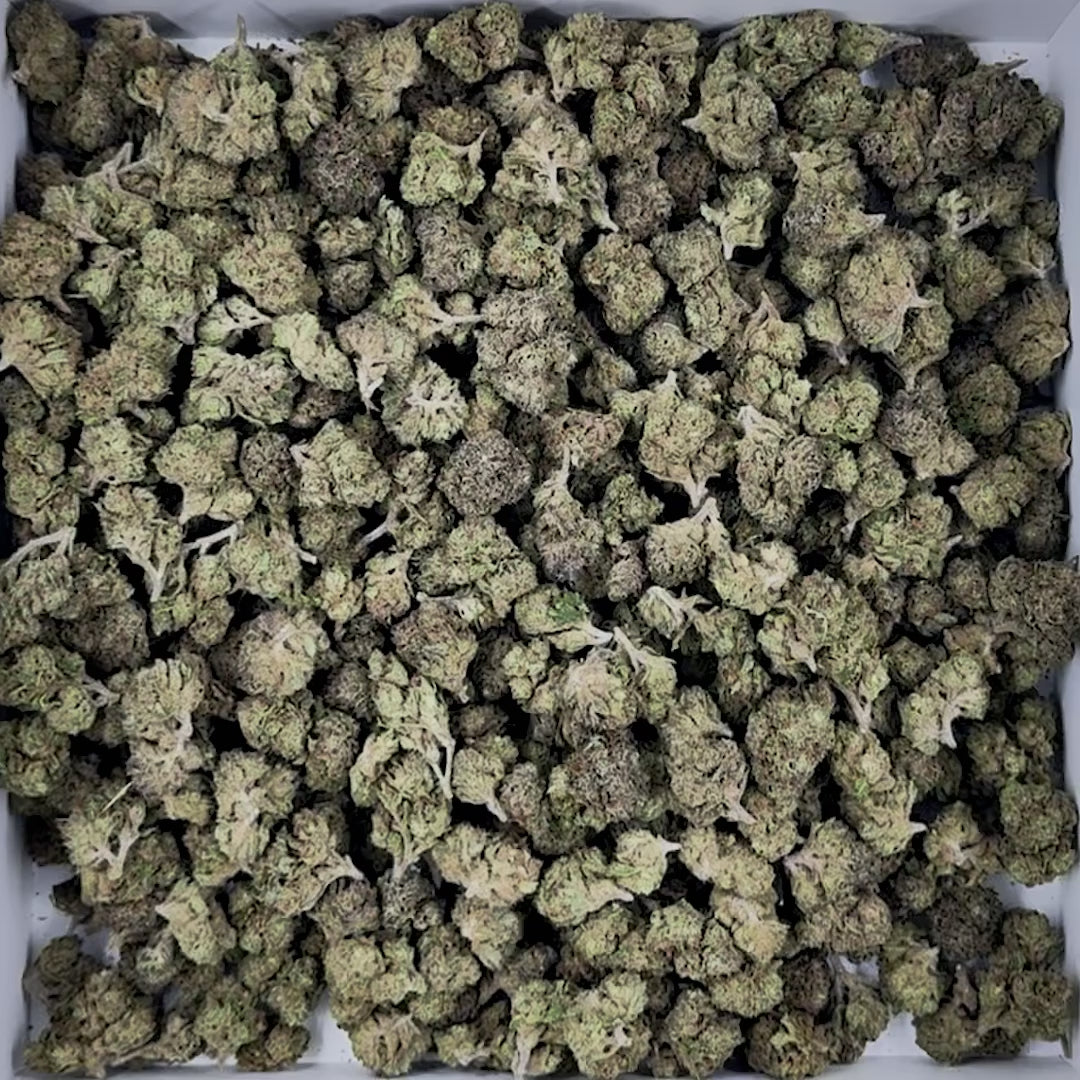 Fleurs Pop Corn Premium (à partir de 1,40€/g)